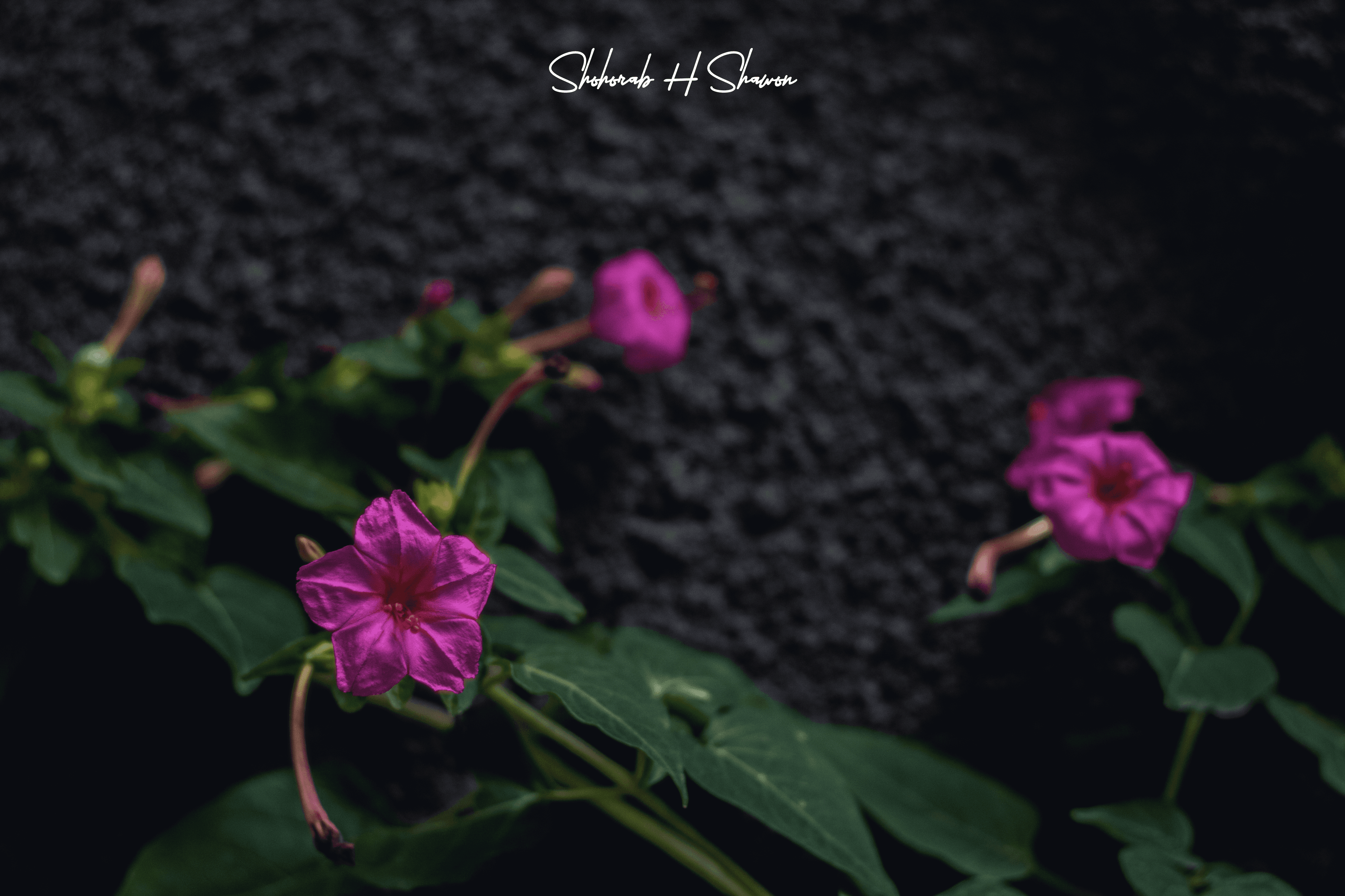 Twilight's Velvet Bloom
