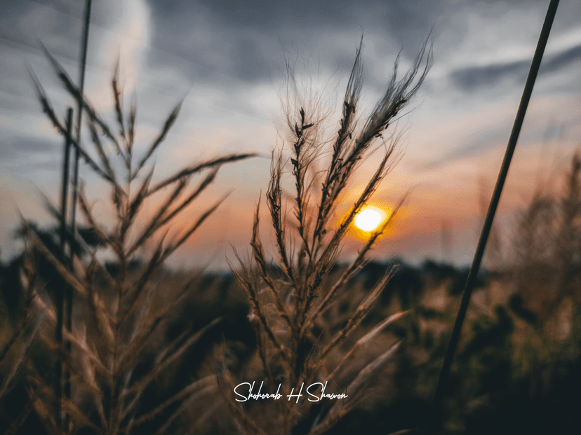 Last Light on a Grassy Plume