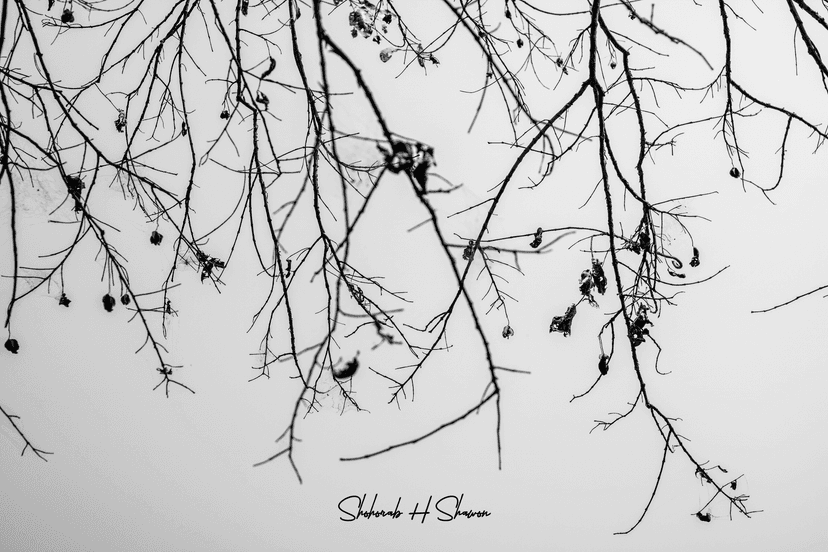 Winter's Lace Against the Light