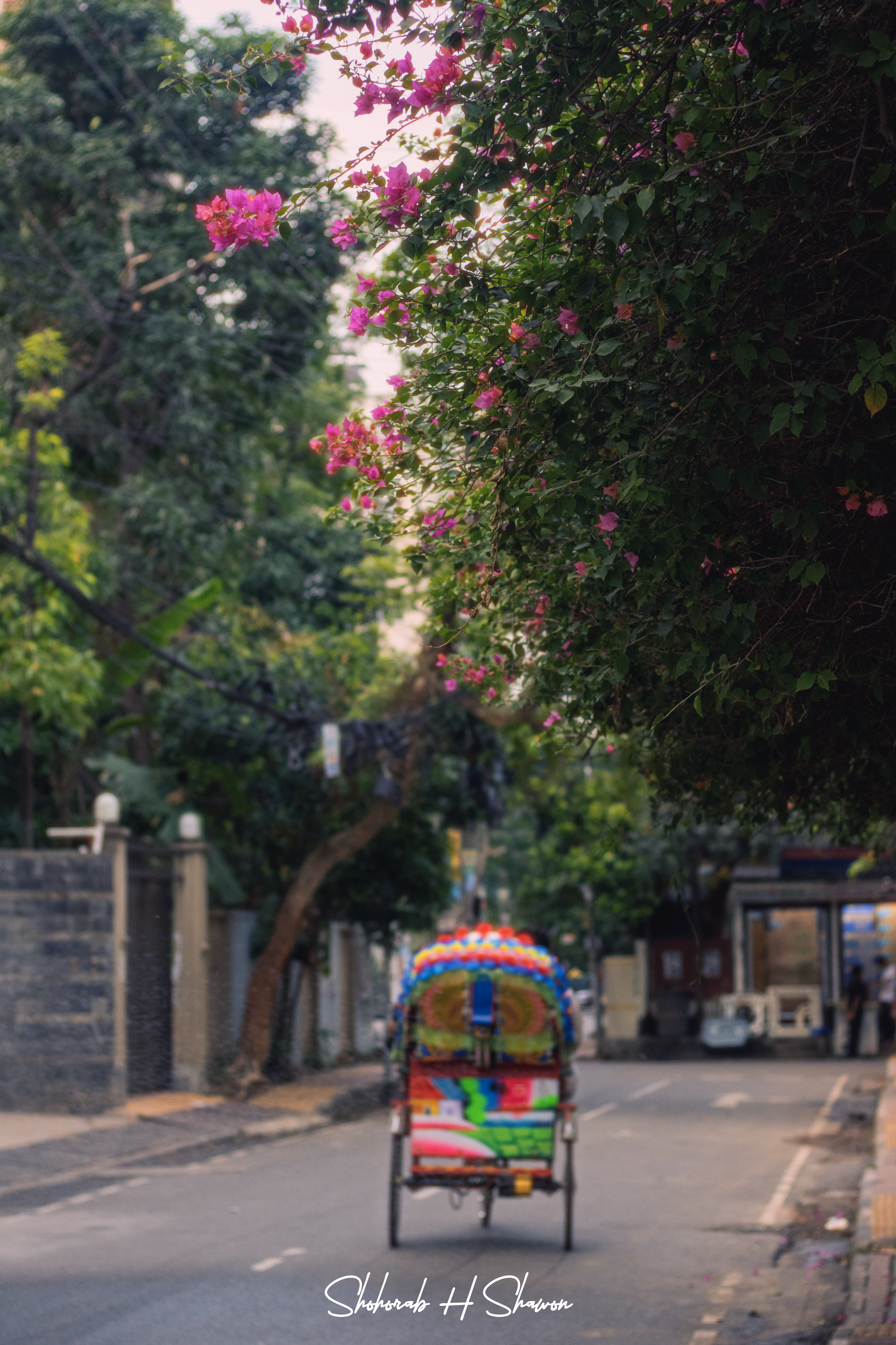 Rickshaw Ride Under Bougainvillea