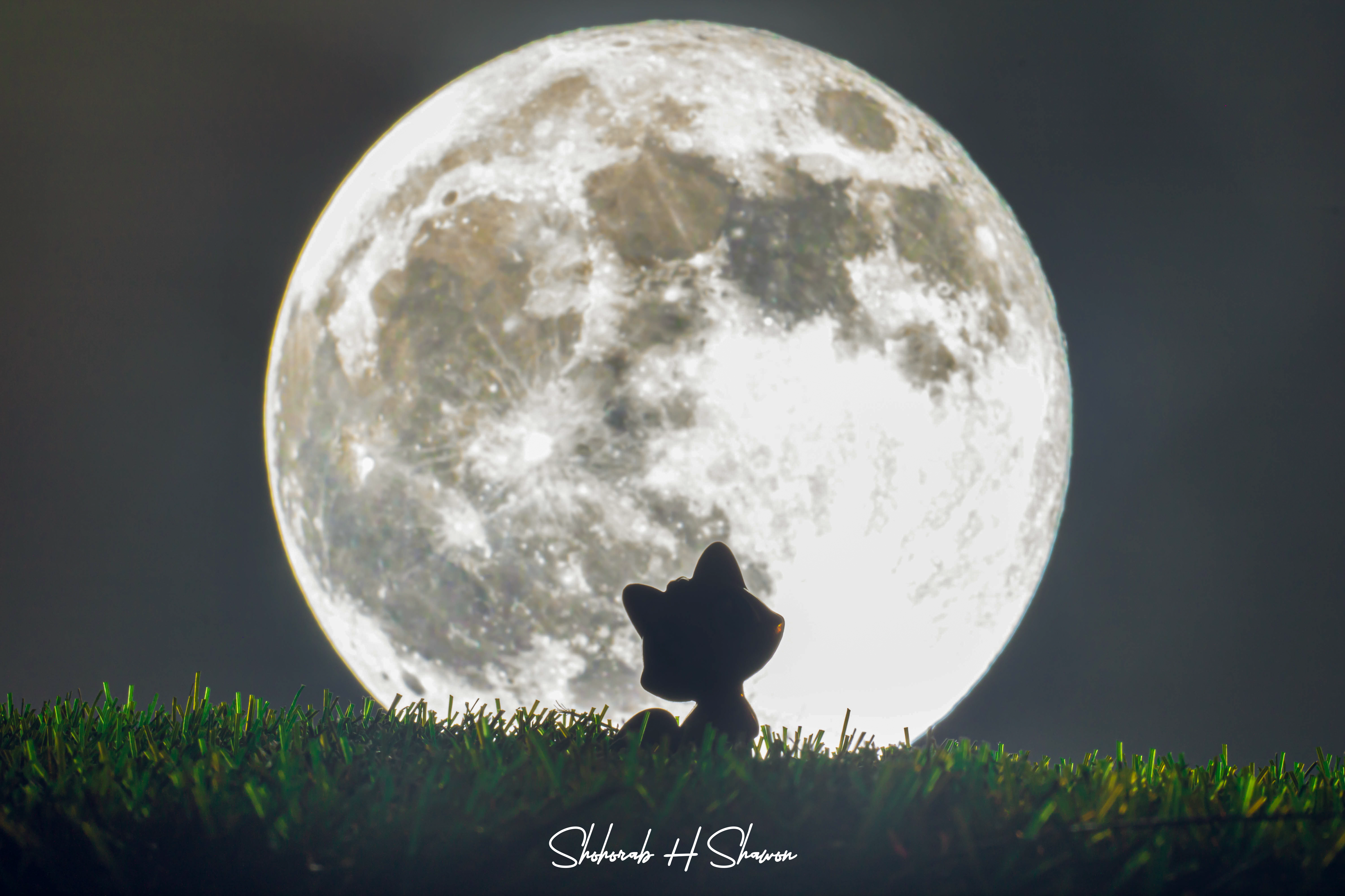 Cat Silhouette Against the Full Moon