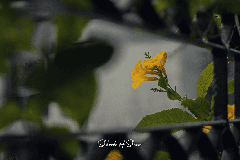 Gilded Hope, Barred from View